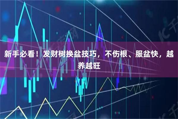新手必看！发财树换盆技巧，不伤根、服盆快，越养越旺